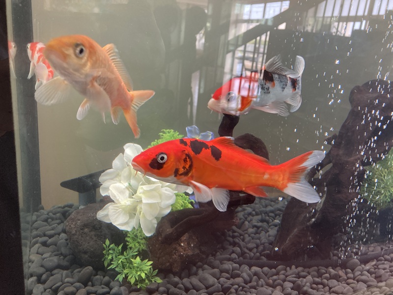 錦鯉水槽飼育普及協会